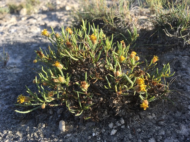 Thelesperma scabridulum
