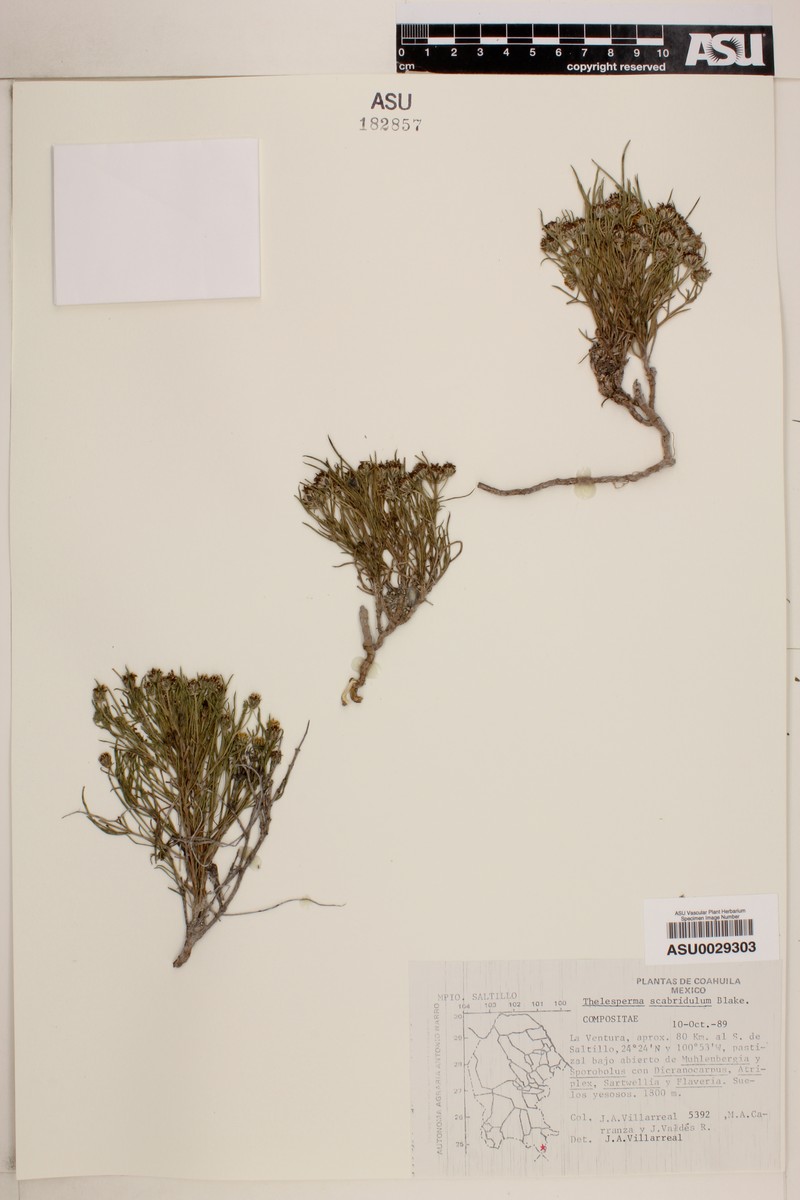 Thelesperma scabridulum photo 2