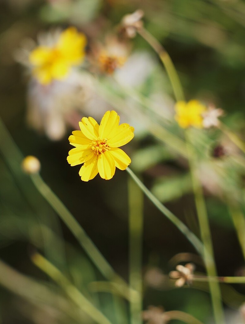Slender Greenthread photo 5