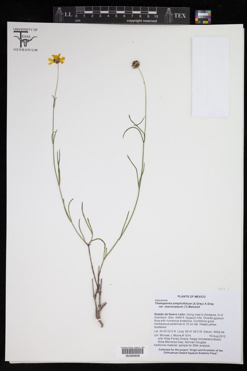 Thelesperma simplicifolium var. macrocarpum