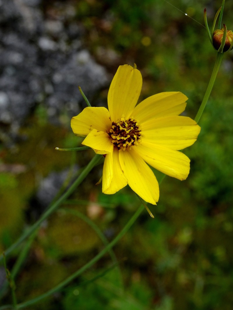 Thelesperma subaequale
