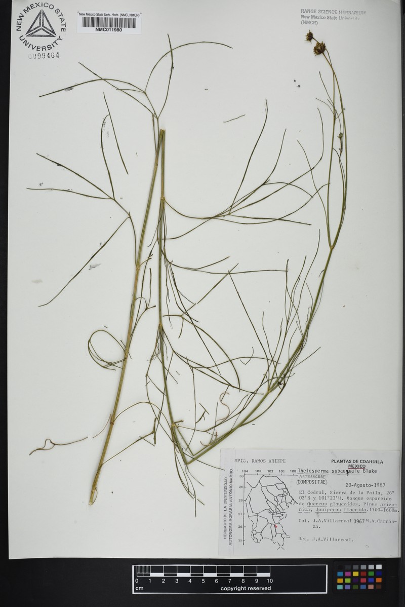 Thelesperma subaequale photo 3