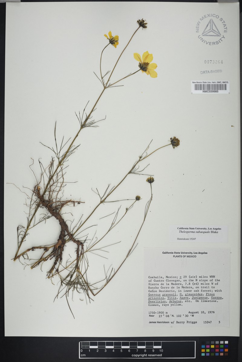 Thelesperma subaequale photo 4