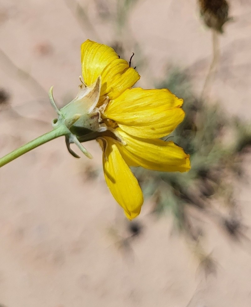 Navajo Tea photo 6