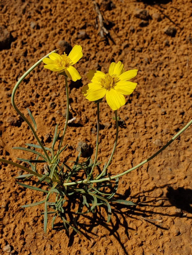 Navajo Tea photo 8