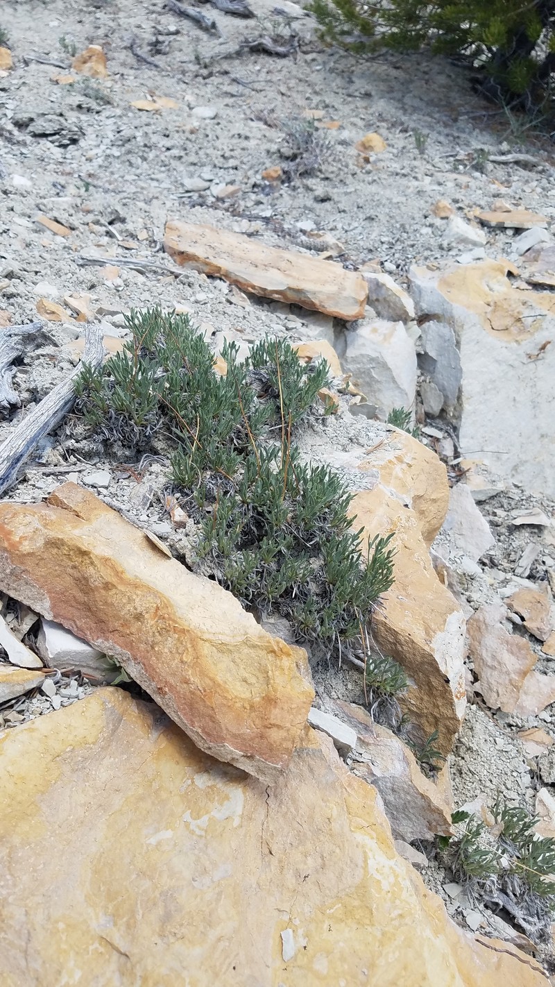 Thelesperma subnudum var. maliterrimum