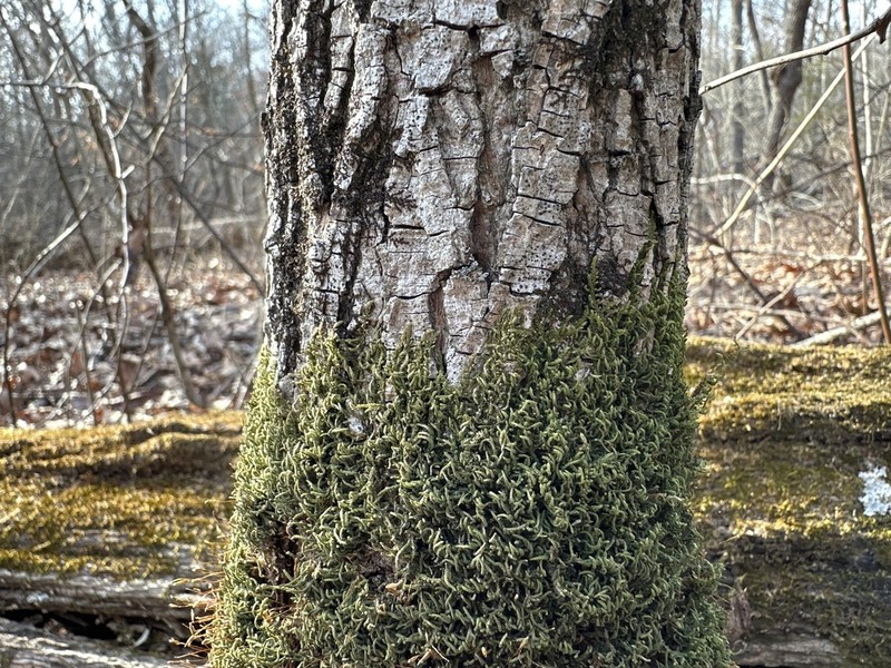 Thelia Moss