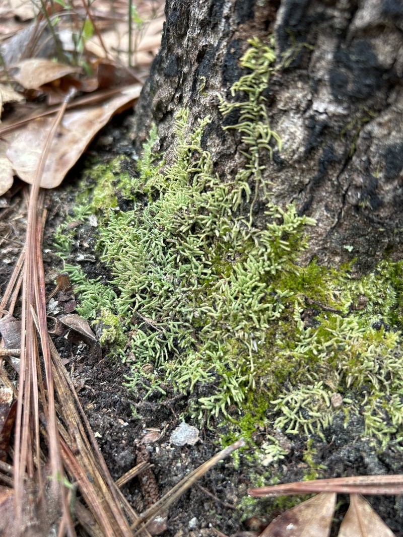 Thelia Moss photo 4