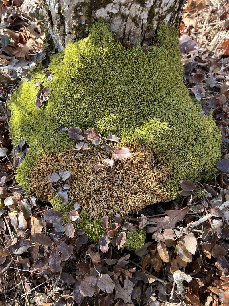Thelia Moss photo 5