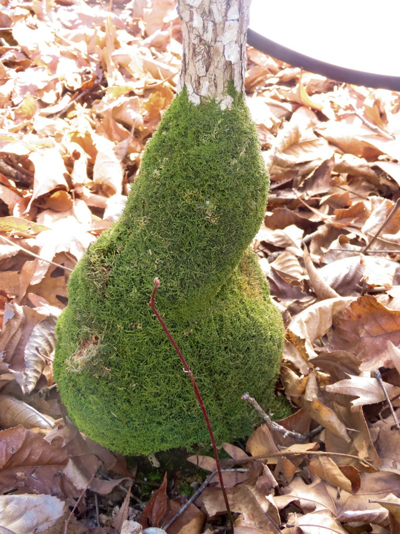 Thelia Moss photo 6