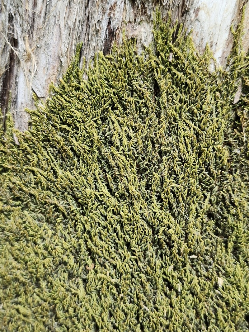 Thelia Moss photo 8