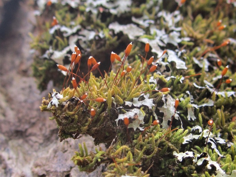 Thelia Moss photo 2
