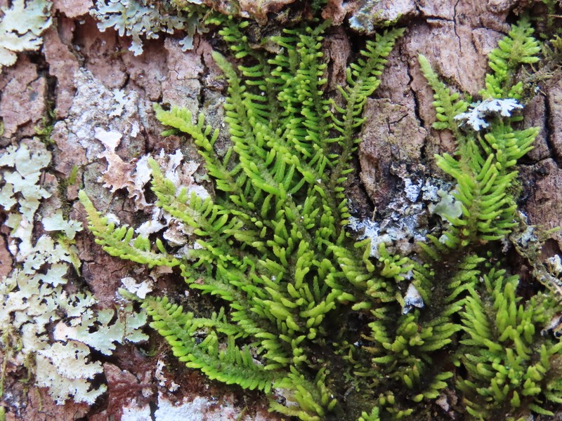 Thelia Moss photo 3