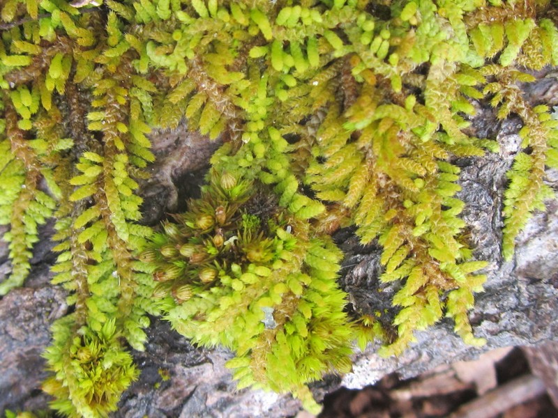 Thelia Moss photo 4