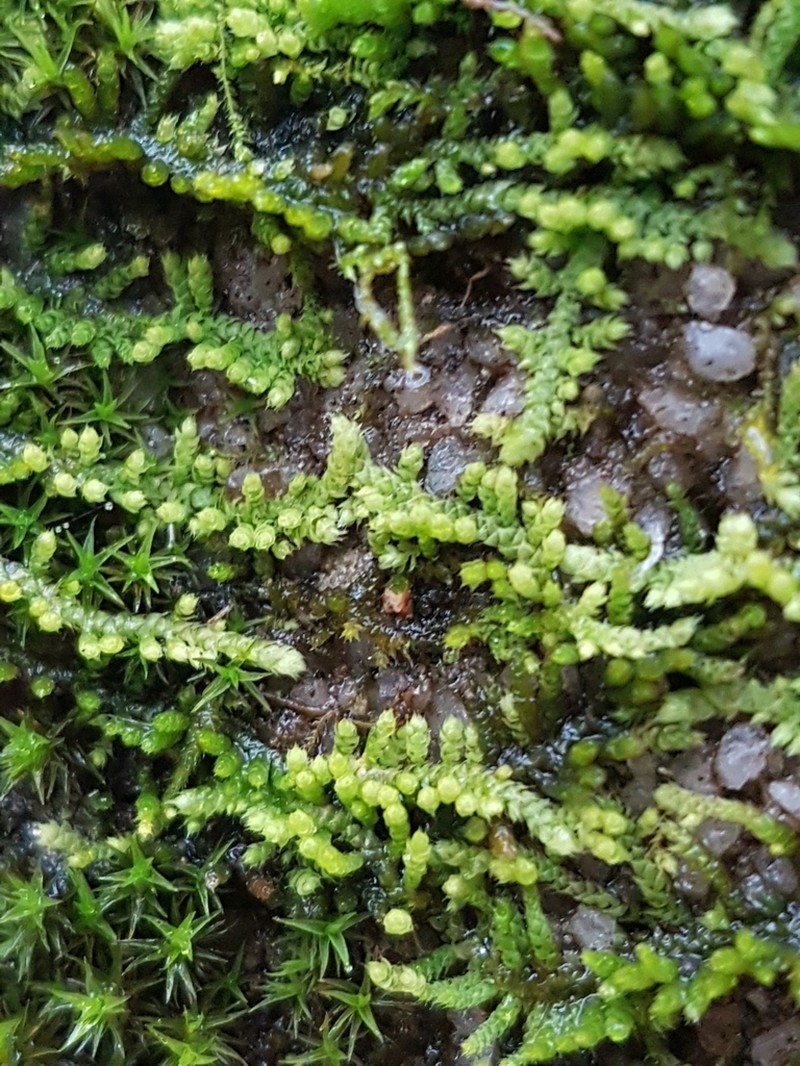 Thelia Moss photo 5