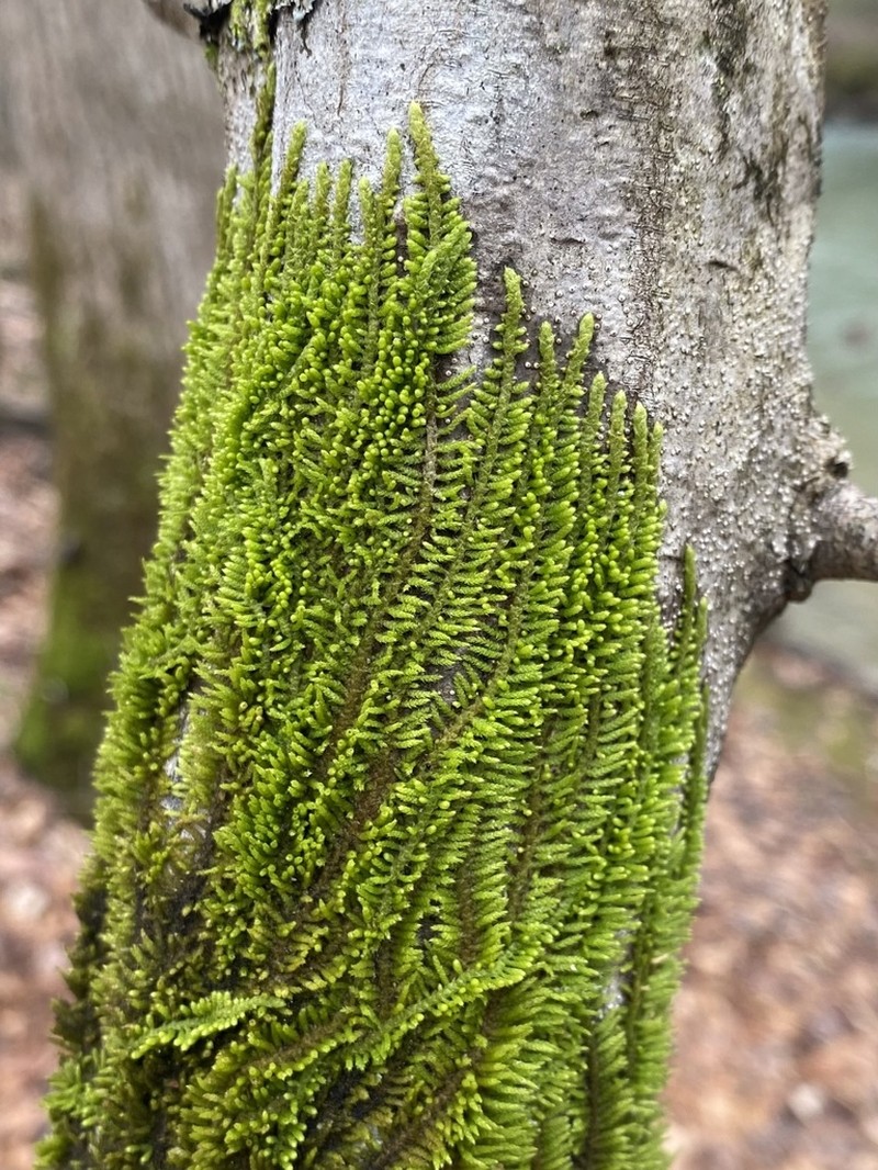 Thelia Moss photo 6