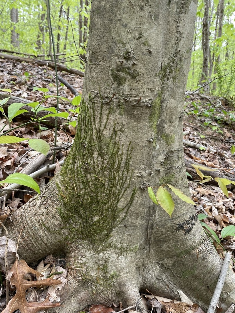 Thelia Moss photo 8