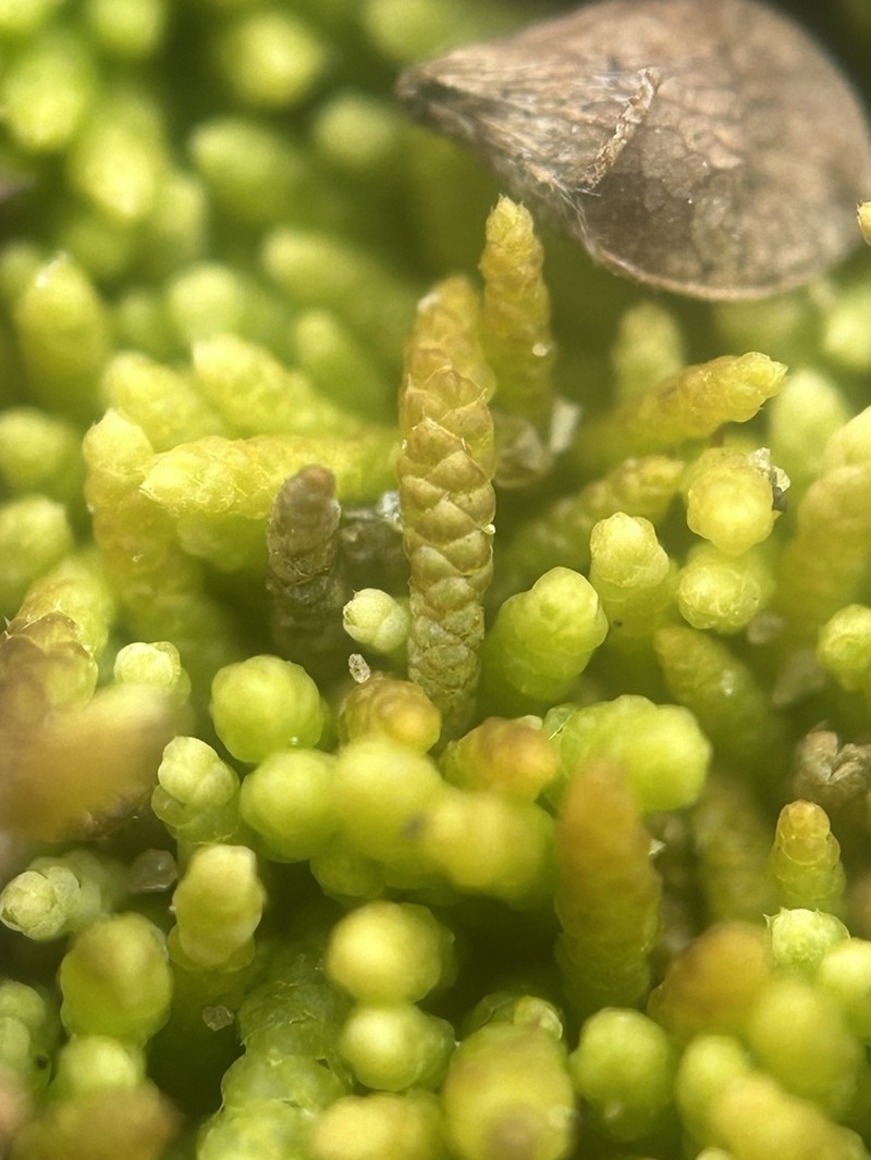 Lescur's Thelia Moss