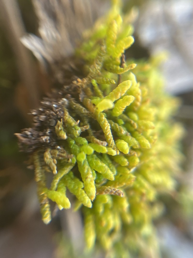 Lescur's Thelia Moss photo 2