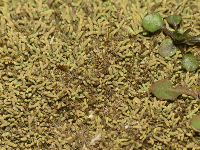 Lescur's Thelia Moss photo 6