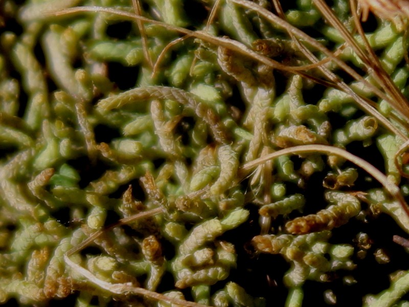 Lescur's Thelia Moss photo 7