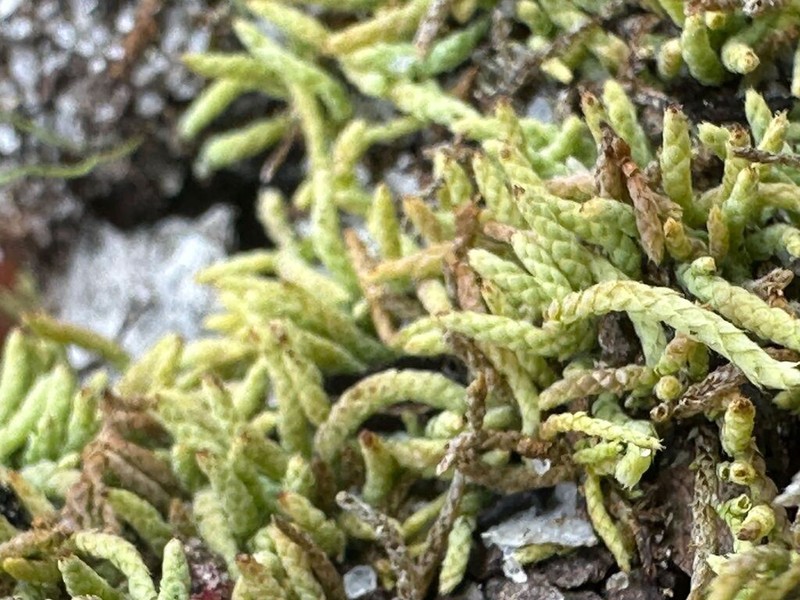 Lescur's Thelia Moss photo 8