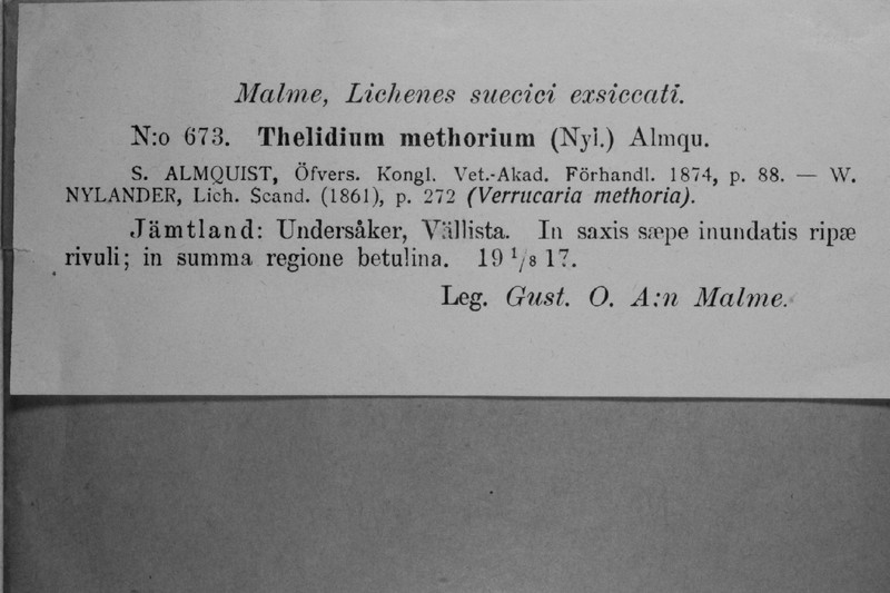 Thelidium Lichen photo 5