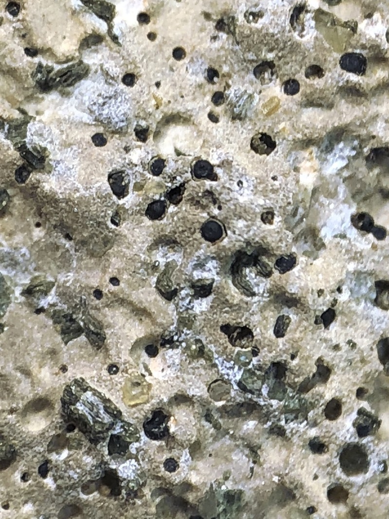 Thelidium Lichen