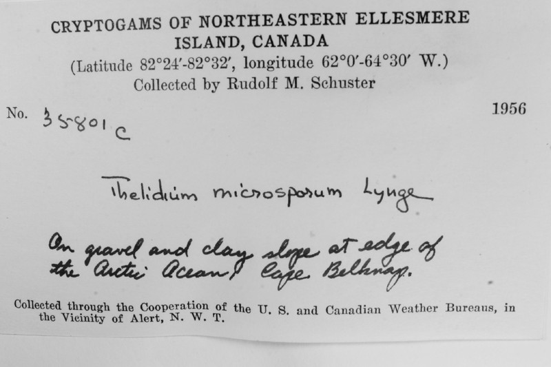 Thelidium Lichen photo 2
