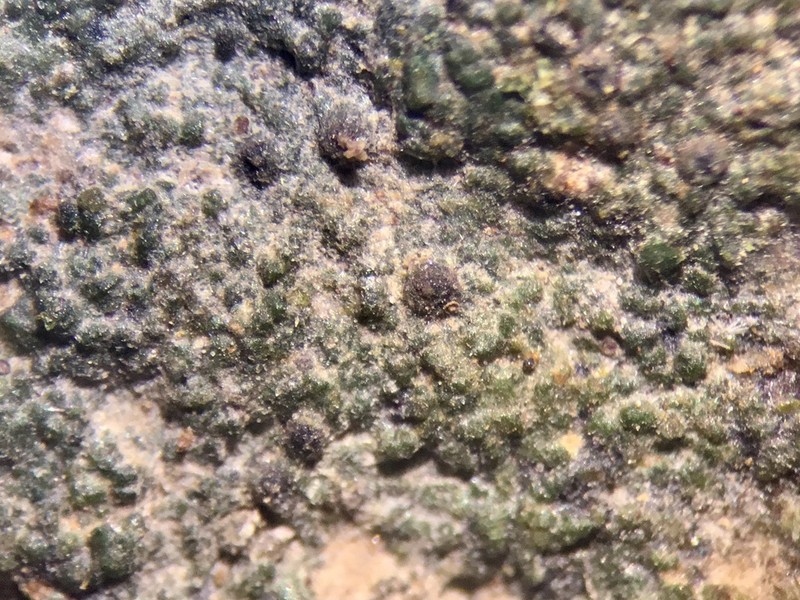 Thelidium Lichen