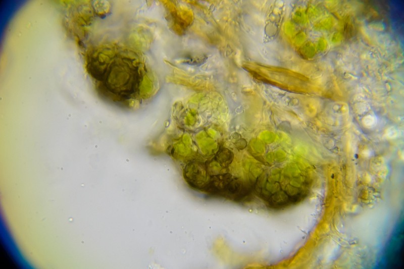 Thelidium Lichen photo 2