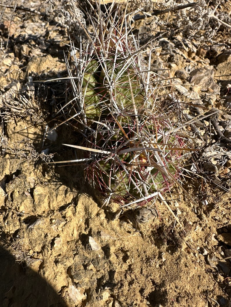 Thelocactus bicolor subsp. bicolor