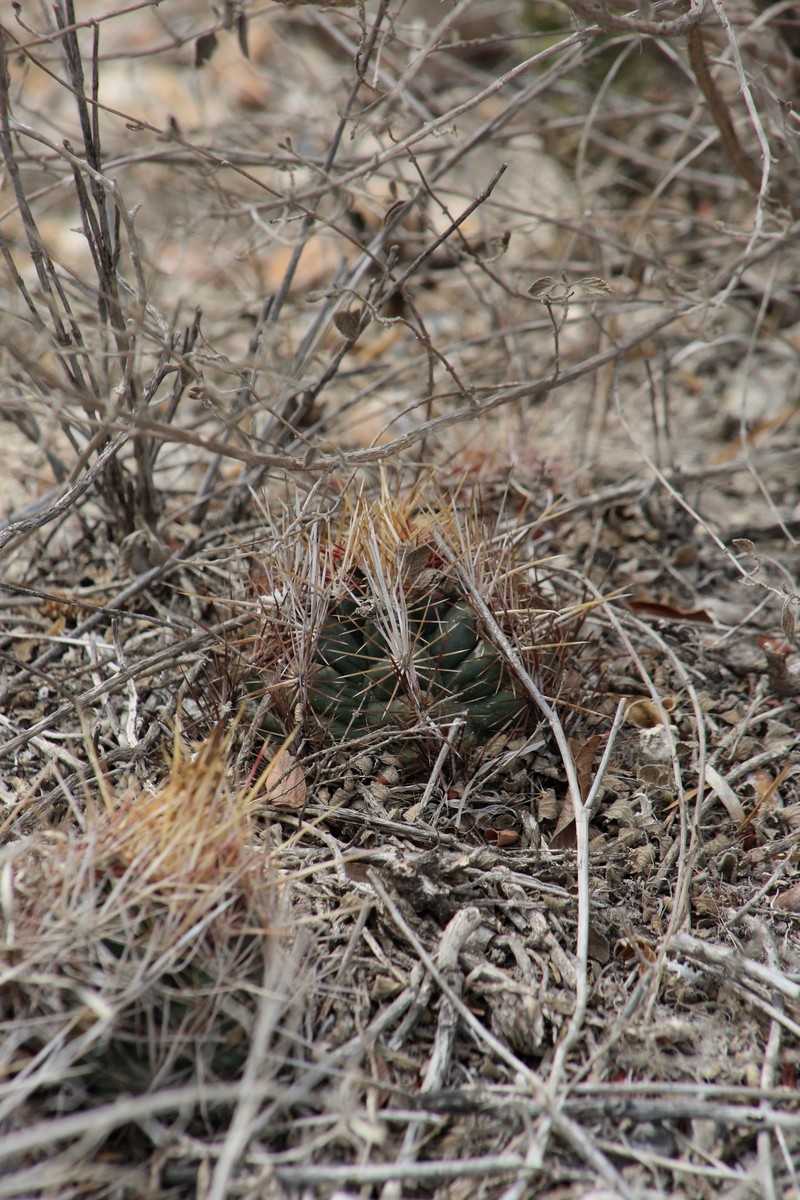 Thelocactus bicolor subsp. bicolor photo 2