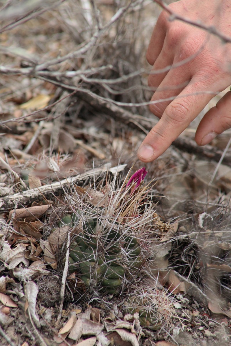 Thelocactus bicolor subsp. bicolor photo 3