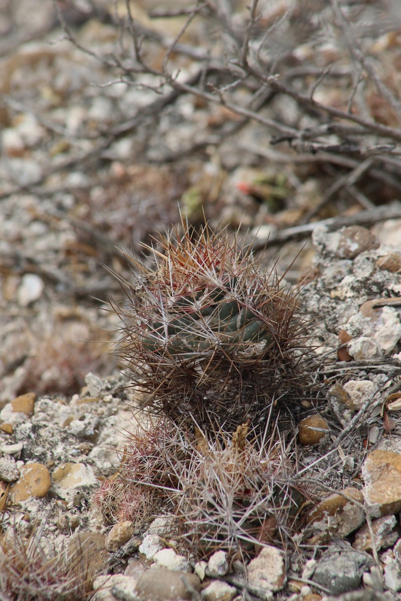 Thelocactus bicolor subsp. bicolor photo 4