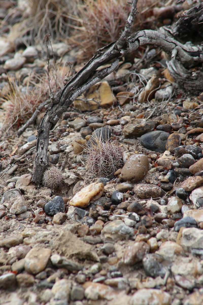 Thelocactus bicolor subsp. bicolor photo 5