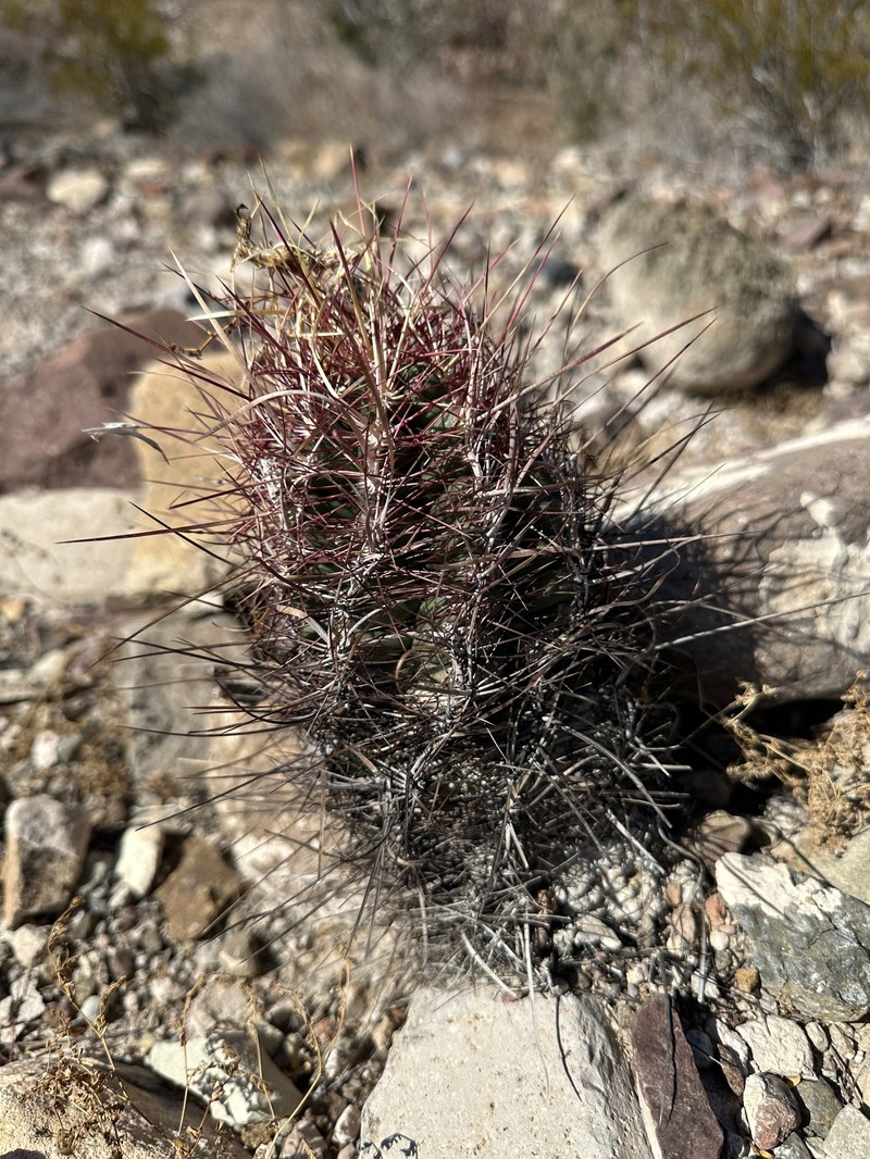 Thelocactus bicolor subsp. bicolor photo 6