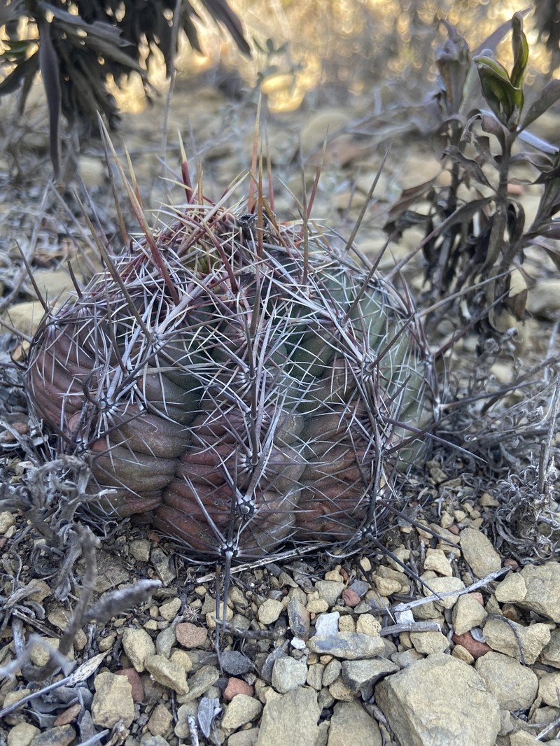Thelocactus bicolor subsp. bicolor photo 7