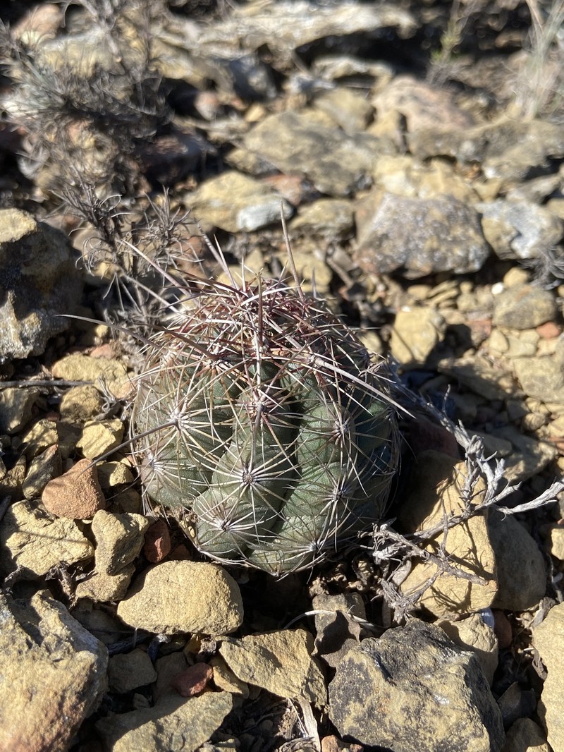 Thelocactus bicolor subsp. bicolor photo 8