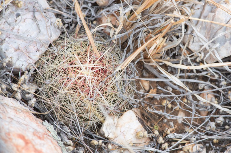Thelocactus bicolor subsp. flavidispinus