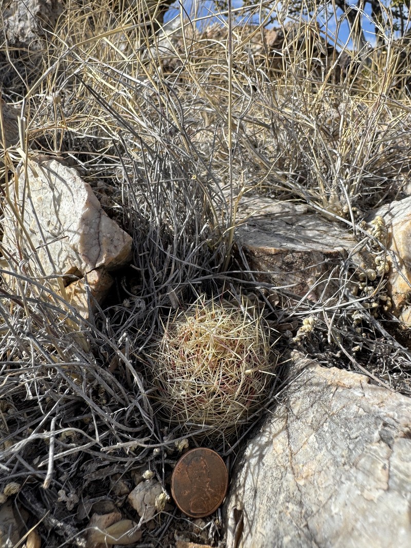 Thelocactus bicolor subsp. flavidispinus photo 2