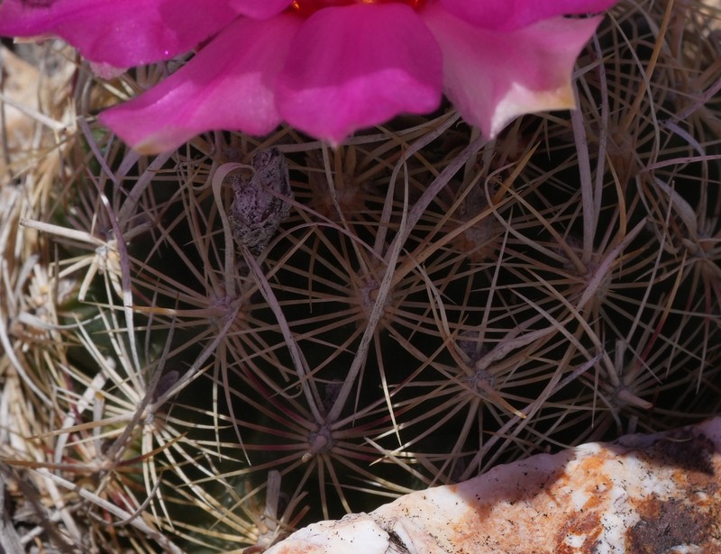 Thelocactus bicolor subsp. flavidispinus photo 3