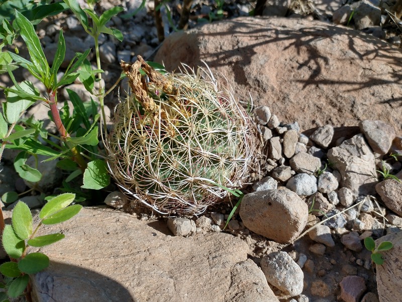 Thelocactus bicolor subsp. flavidispinus photo 4