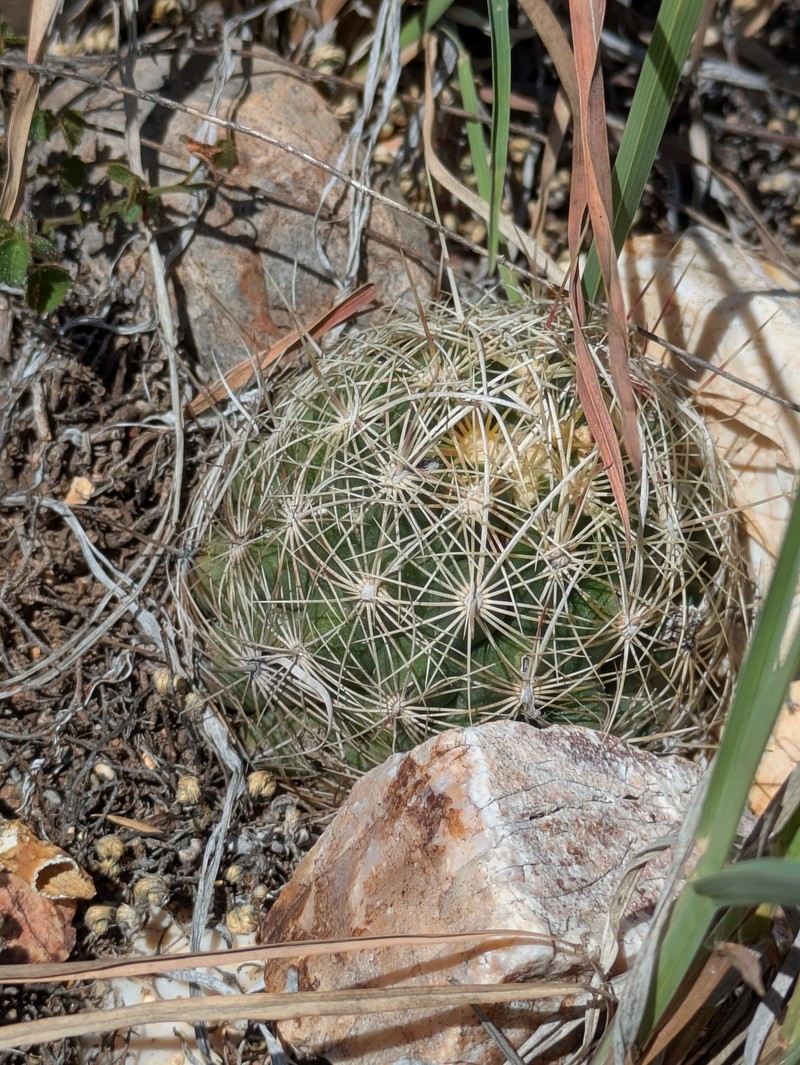 Thelocactus bicolor subsp. flavidispinus photo 5
