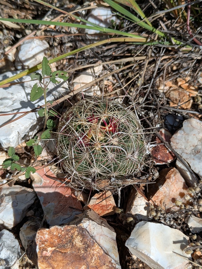 Thelocactus bicolor subsp. flavidispinus photo 6