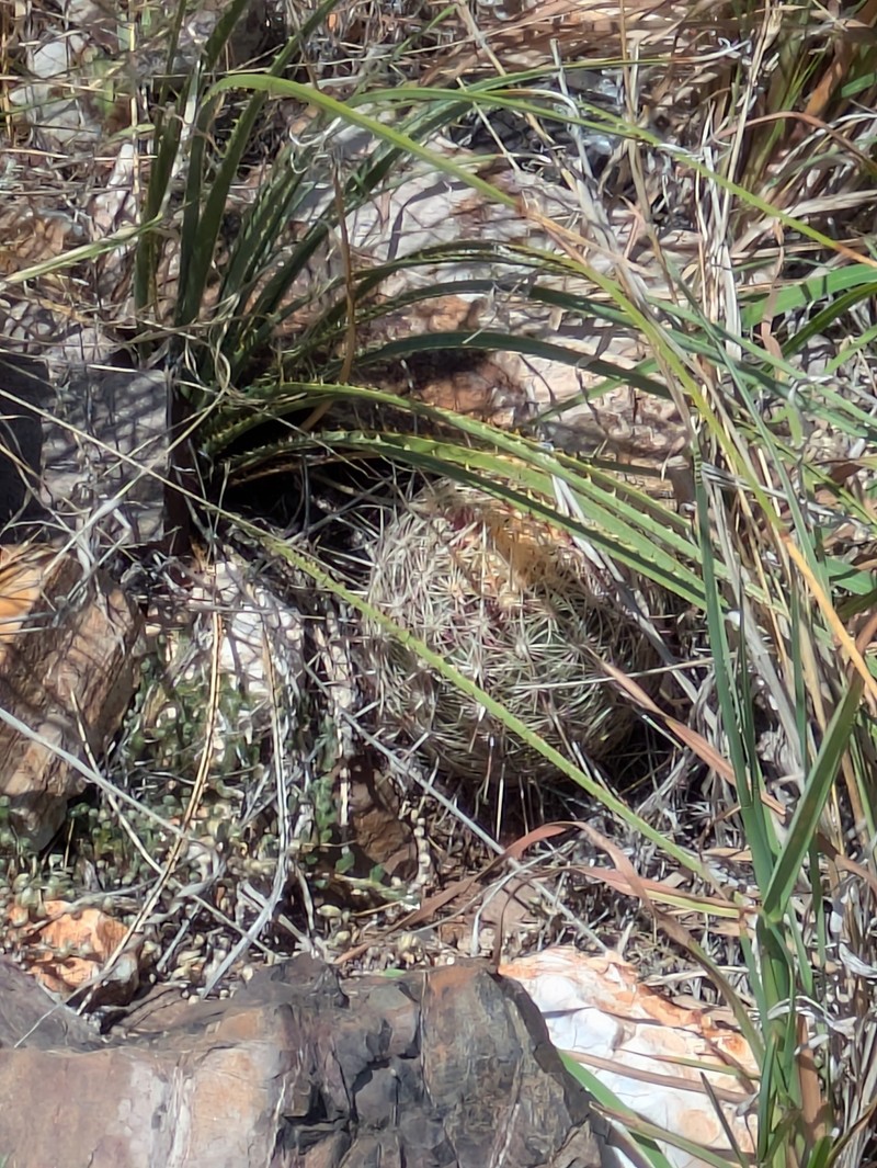 Thelocactus bicolor subsp. flavidispinus photo 7