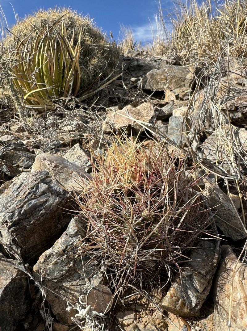 Thelocactus bicolor subsp. flavidispinus photo 8
