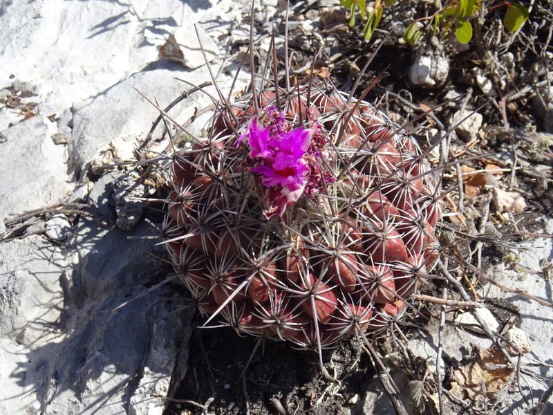 Thelocactus conothelos subsp. conothelos