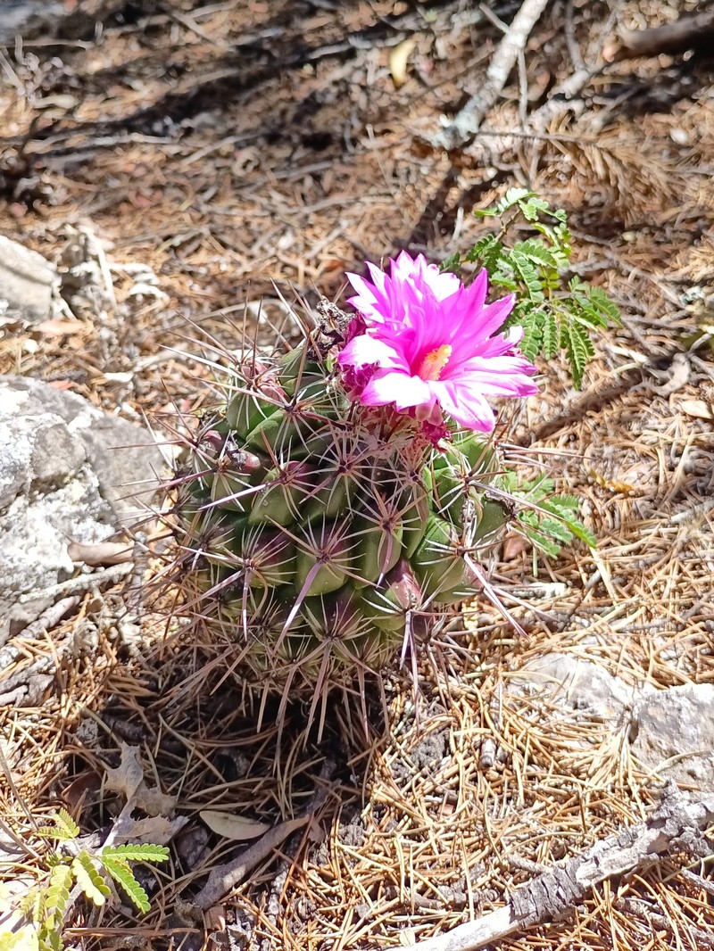 Thelocactus conothelos subsp. conothelos photo 2