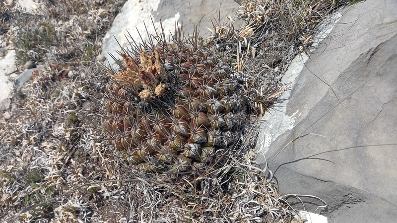 Thelocactus conothelos subsp. conothelos photo 3